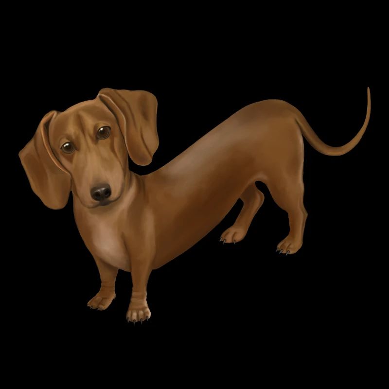 Chien - teckel