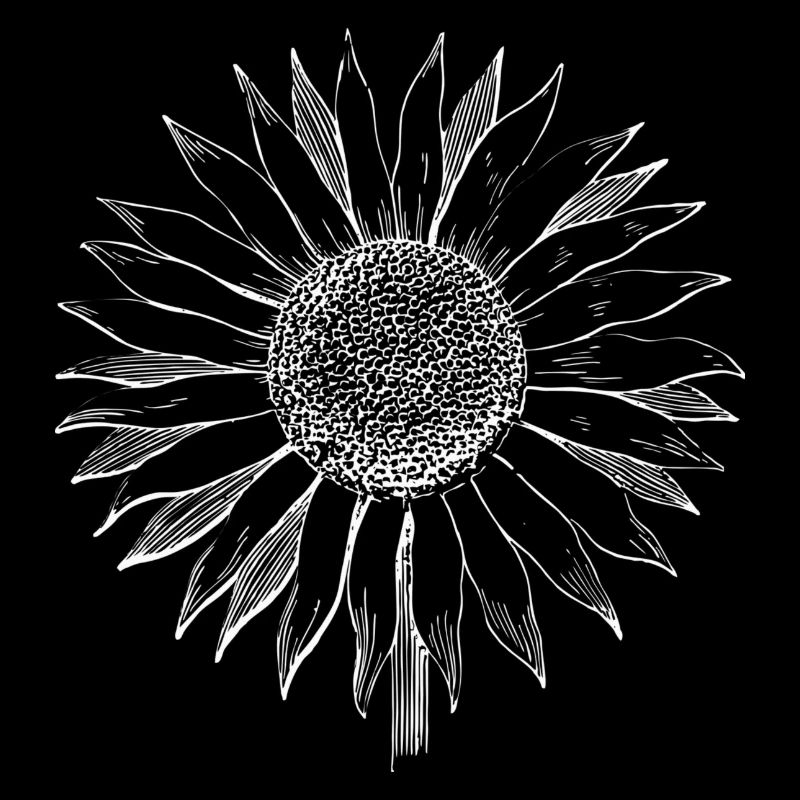 Tournesol d'été. Excellente idée cadeau!