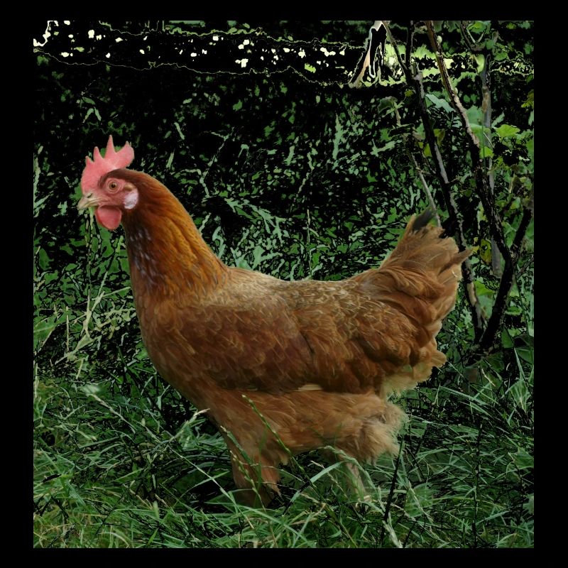 Huhn