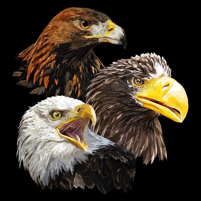 Oiseaux de proie