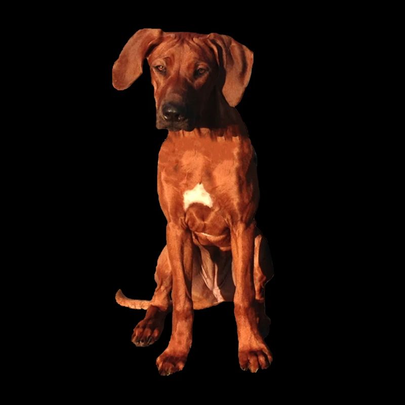 Rhodesian Ridgeback on black background