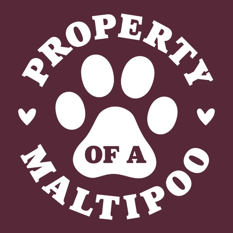 Eigentum eines Maltipoo