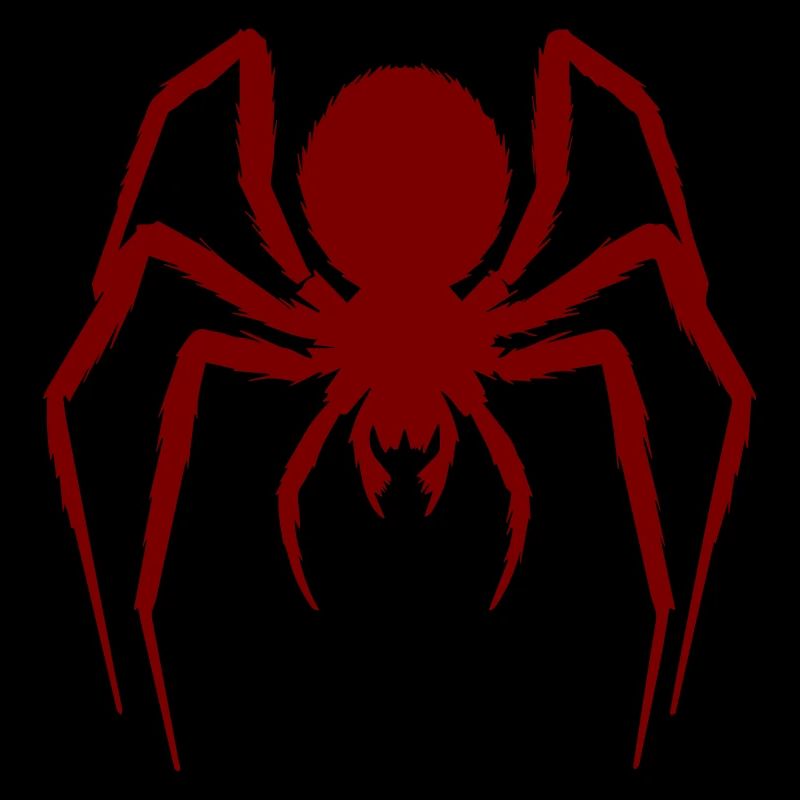 Araignée poilue