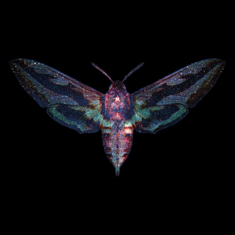 Papillon
