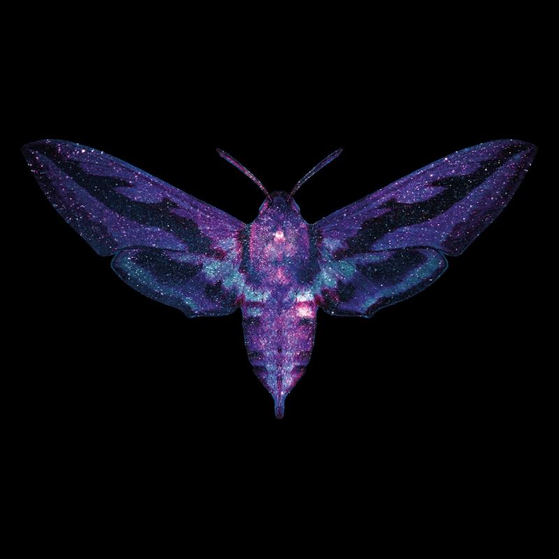 Papillon