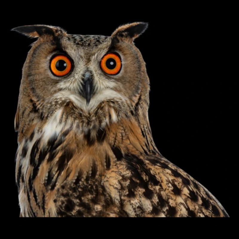 Hibou