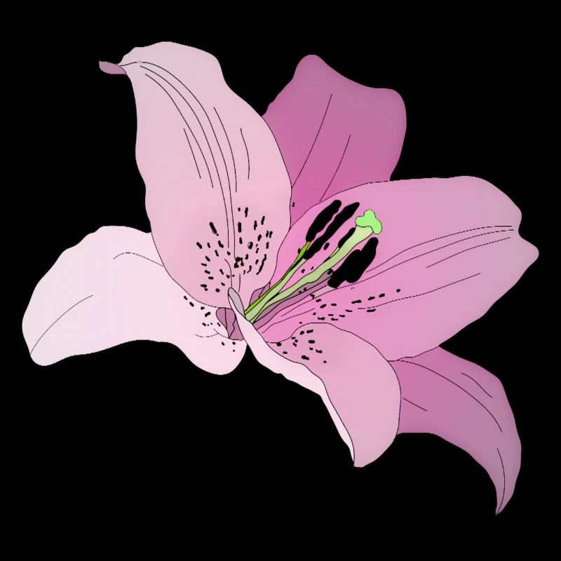 Rosa Orchidee