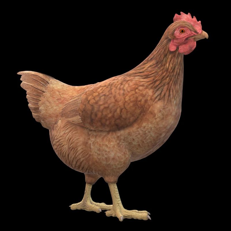 Poulet 3D