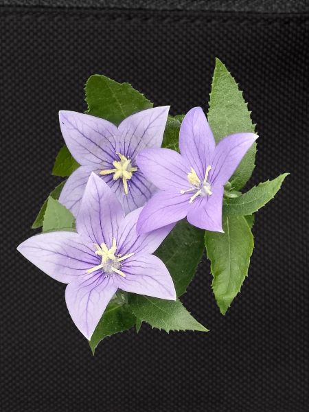 FLEUR DE BALLON VIOLET