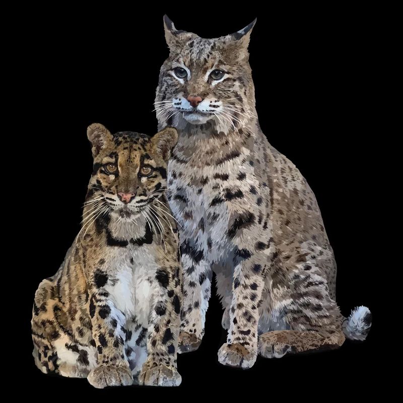 Clouded leopard and lynx