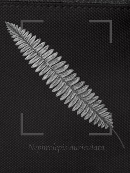 Fern leaf (Nephrolepis auriculata)