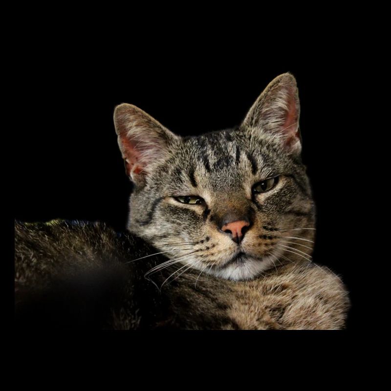 Chaton Chaton
