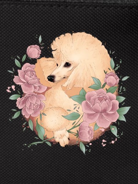 poodle apricot
