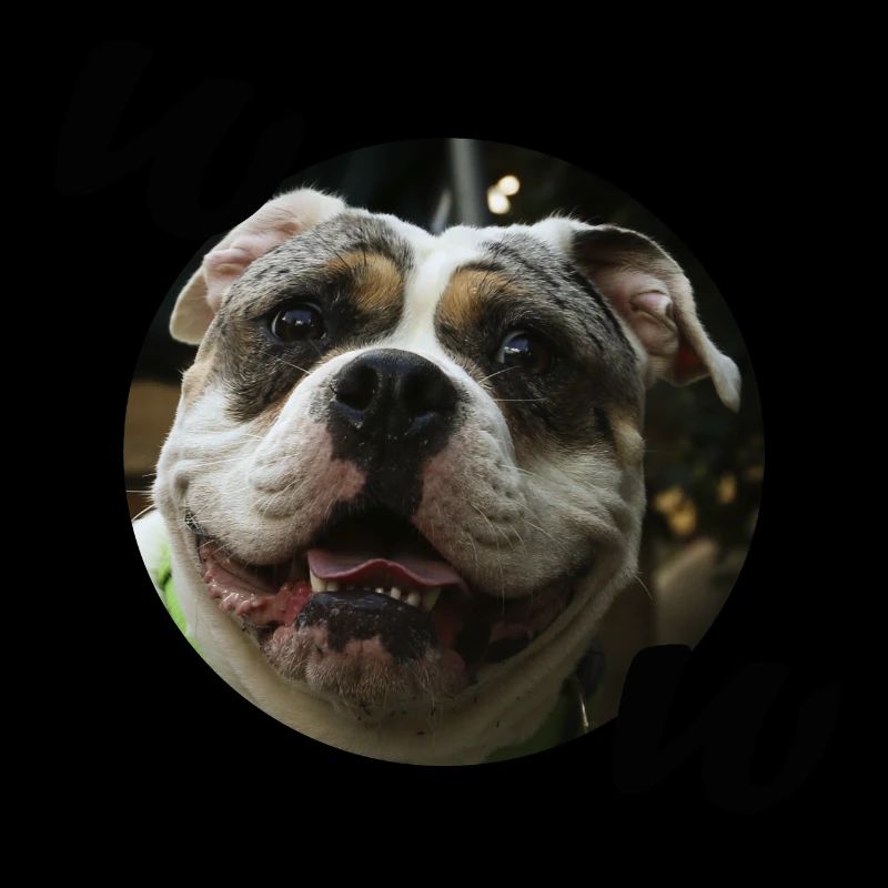 Bouledogue
