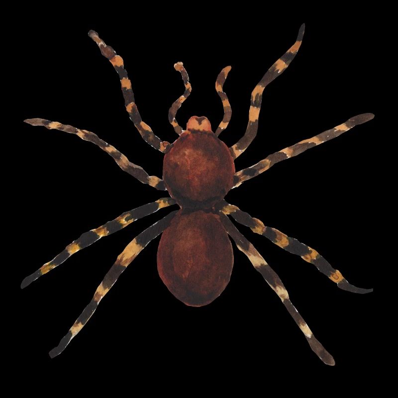 Spinne Insekt Ekelig Giftig Geschenkidee