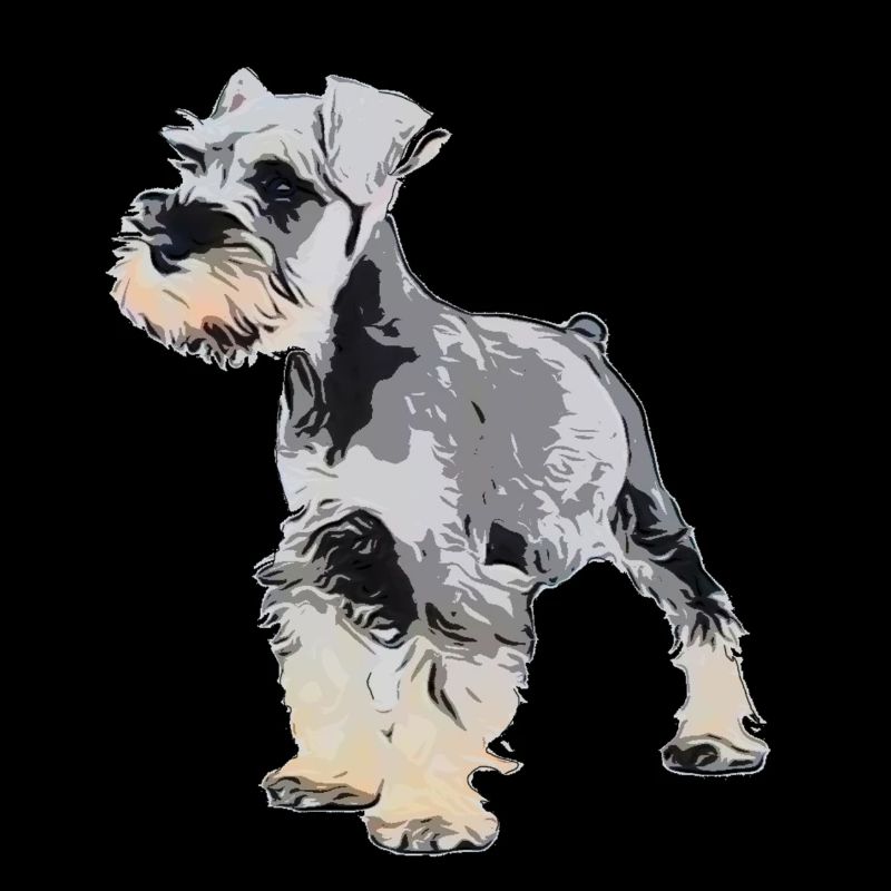 Zwergschnauzer 1