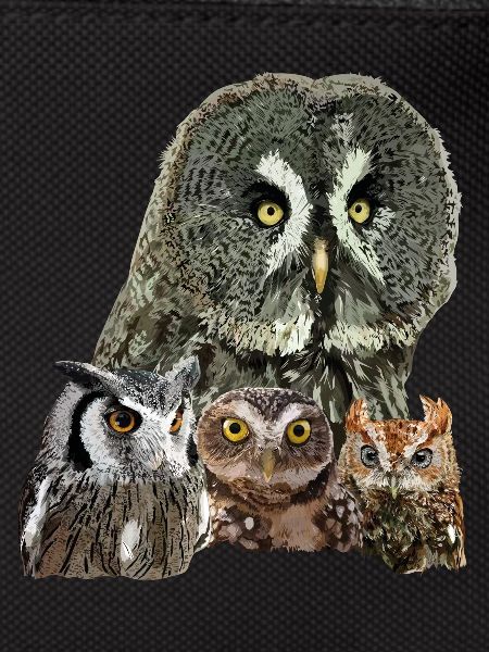 Owls