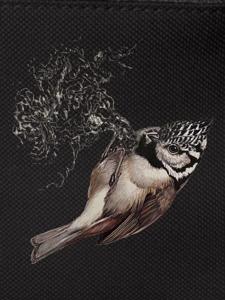 Crested Tit Drawing