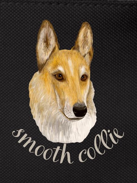 Smooth collie