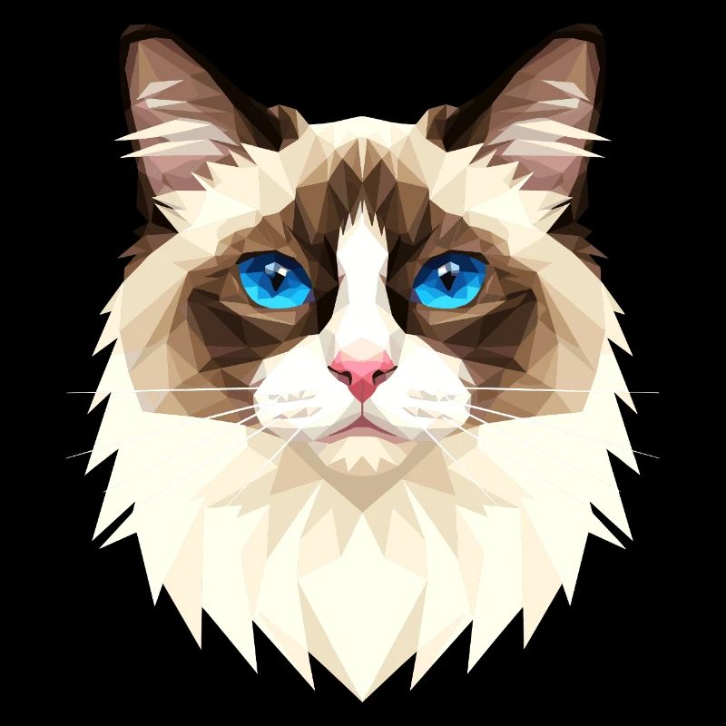 Ragdoll Chat Ragdoll Chat Mignons Chats Ragdoll