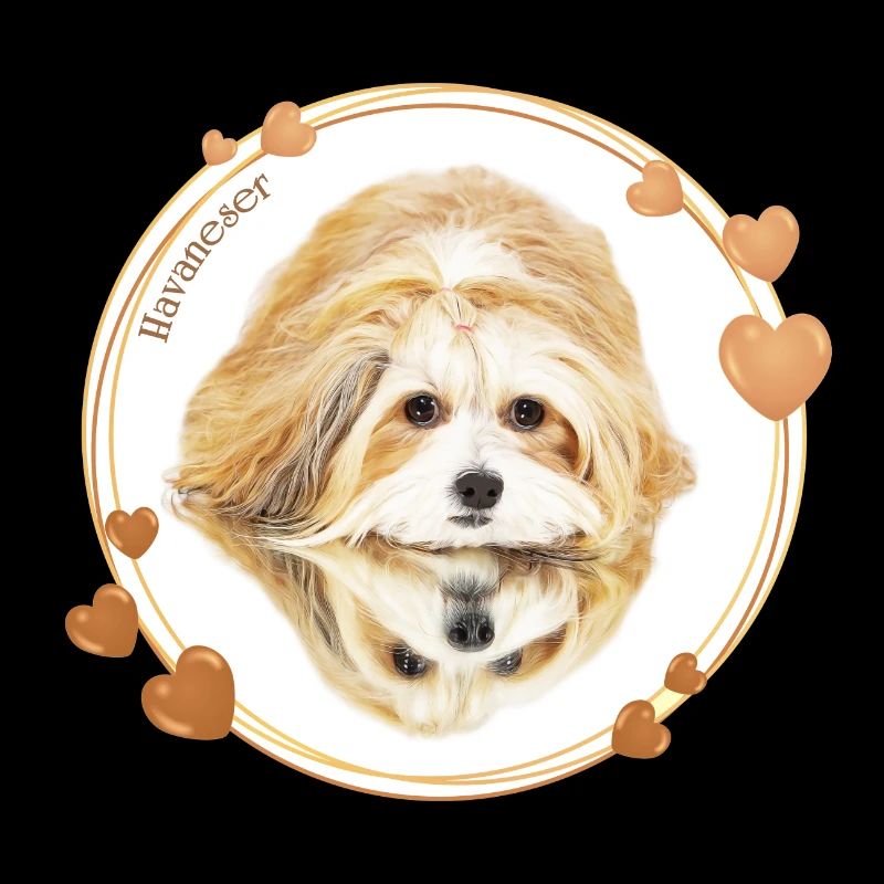 Havanese