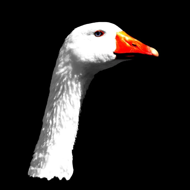 Gans