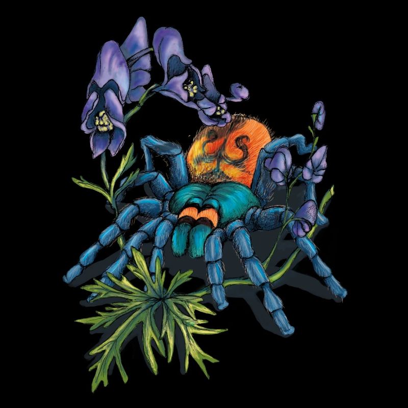 Spinne (Arachne)