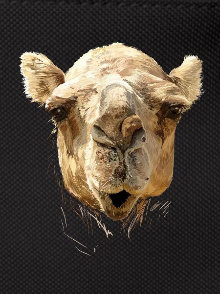 Camel