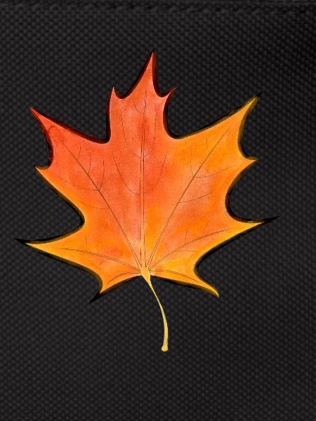 Maple leaf