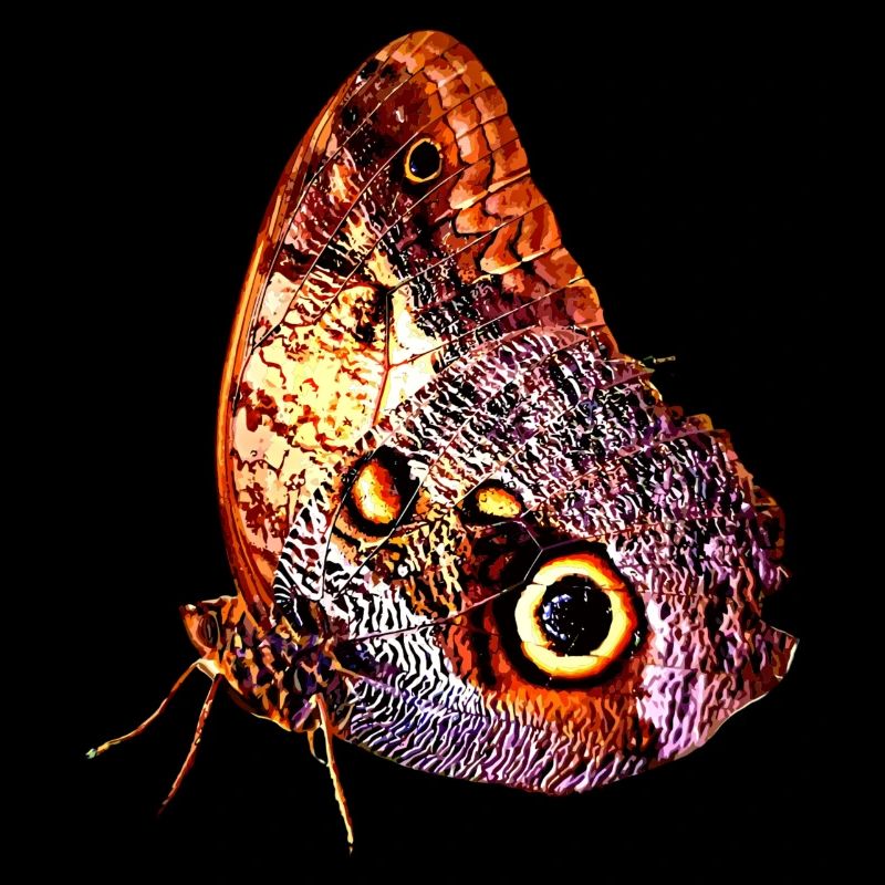 Papillon, papillon, insecte, idée cadeau