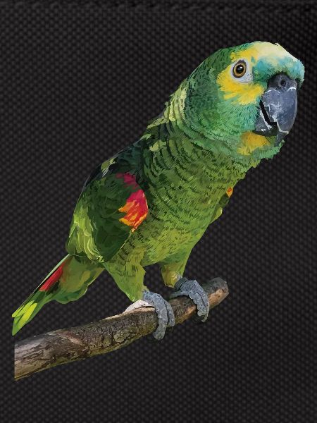 The blue-fronted amazon