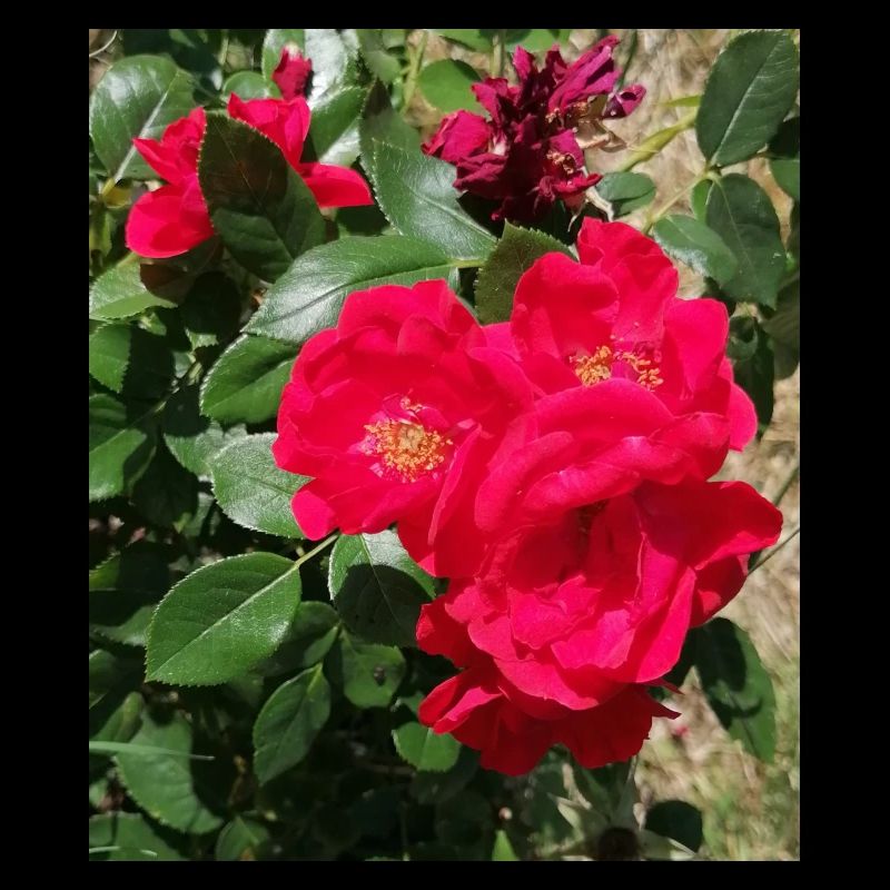 roses rouge avec ses feuilles