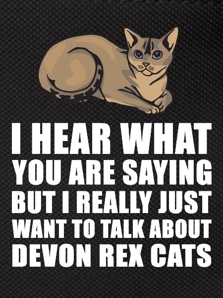 Devon Rex Katze nettes Geschenk