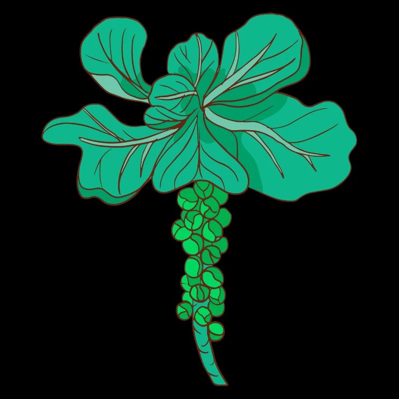 Brussels sprouts Brussels cabbage sprouts cabbage sprouts