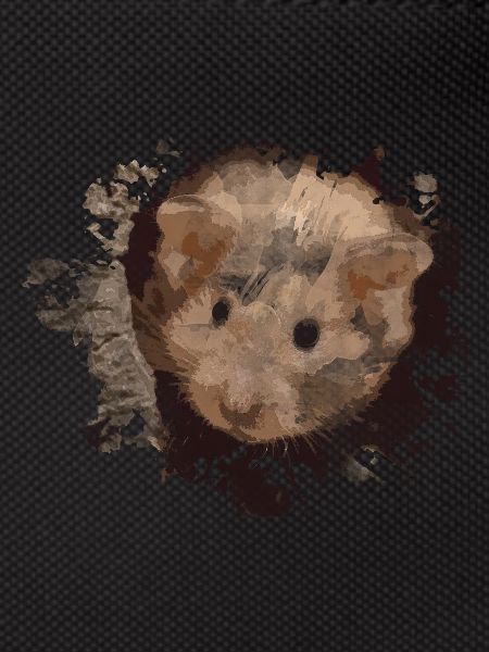hamster