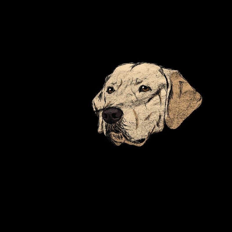 Chiens Grudge Day - Labrador