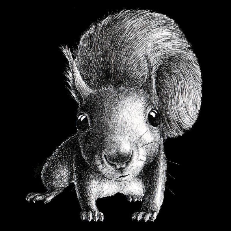 Eichhörnchen