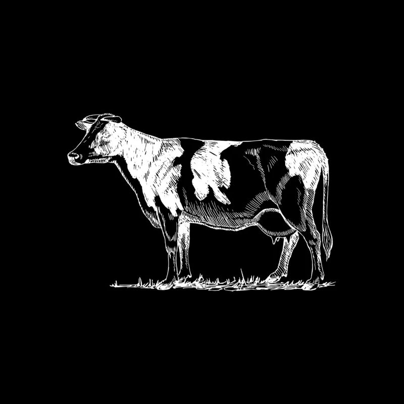 vache