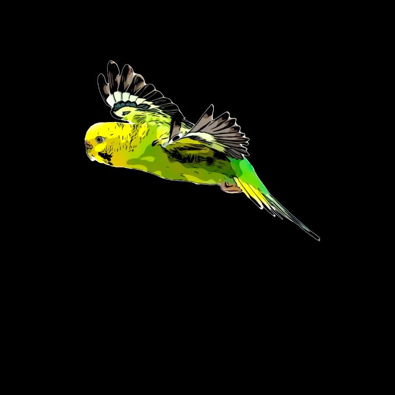 Wellensittich Vogel
