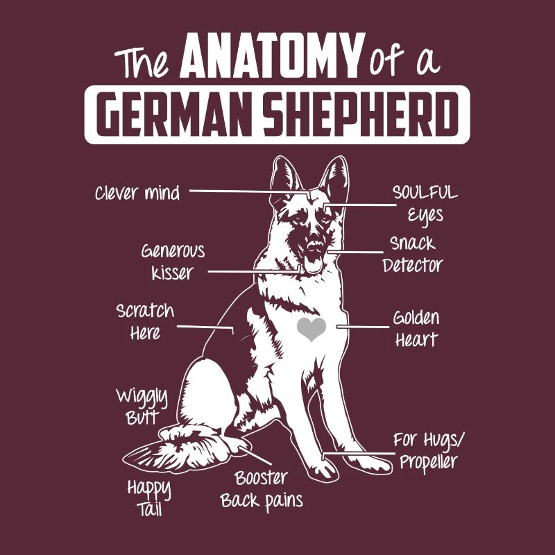 Anatomie Deutscher Schäferhund