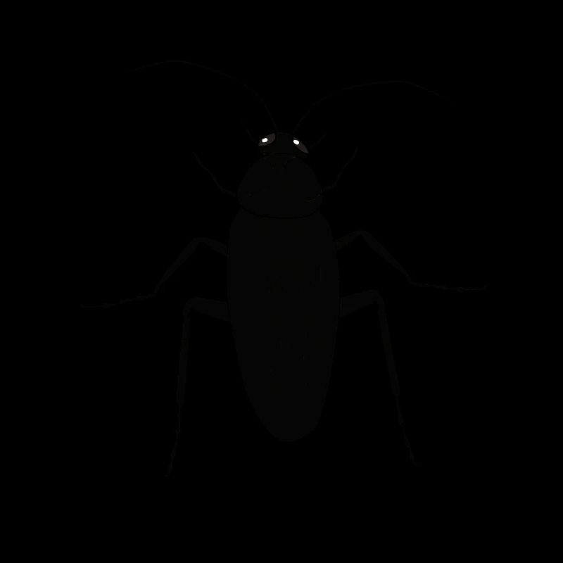 Cafard insecte insecte ravageur Animaux Phobie