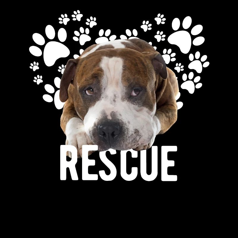 Mignon Pitbull Chien de sauvetage