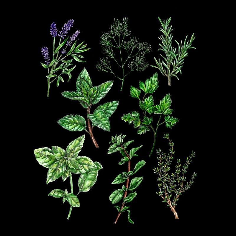 Herbs: Lavender Dill Rosemary Thyme Oregano ...