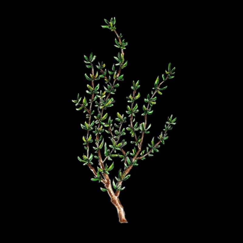 Thym, thymus vulgaris