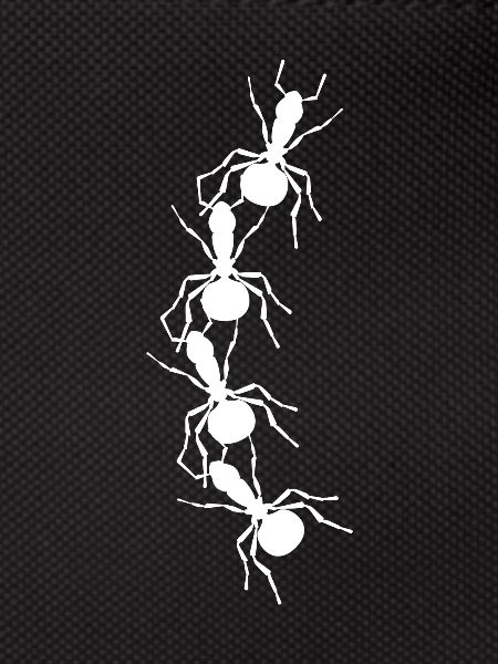 ant