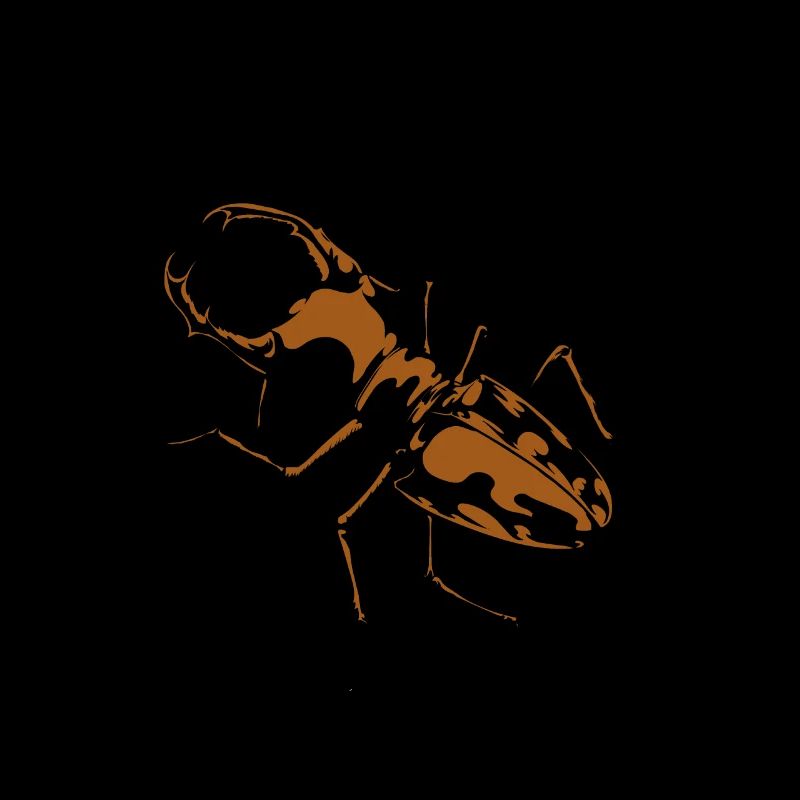 Stag beetle insect insects antlers insects