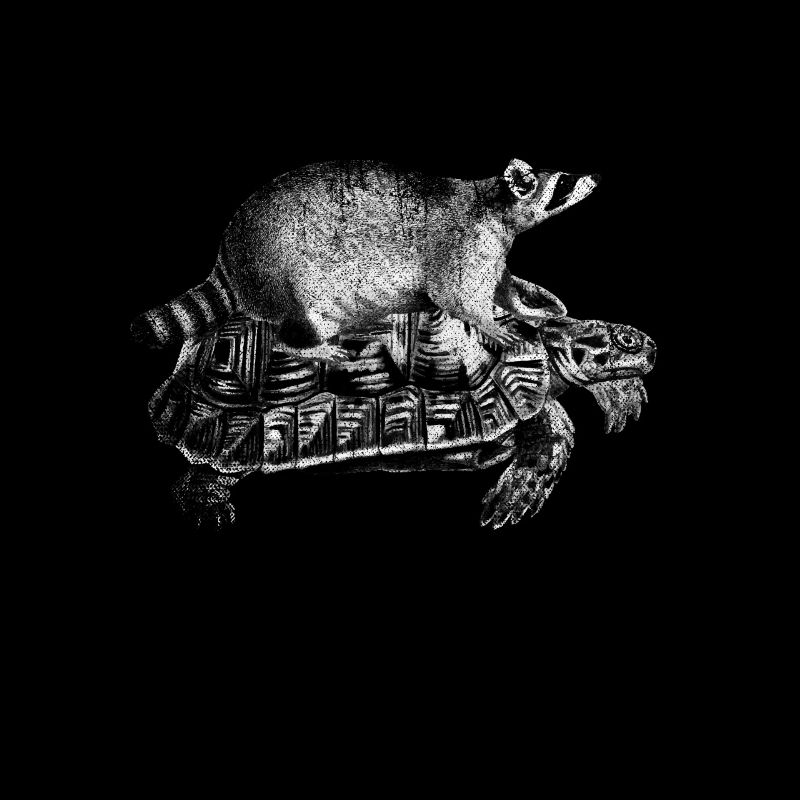 Waschbär