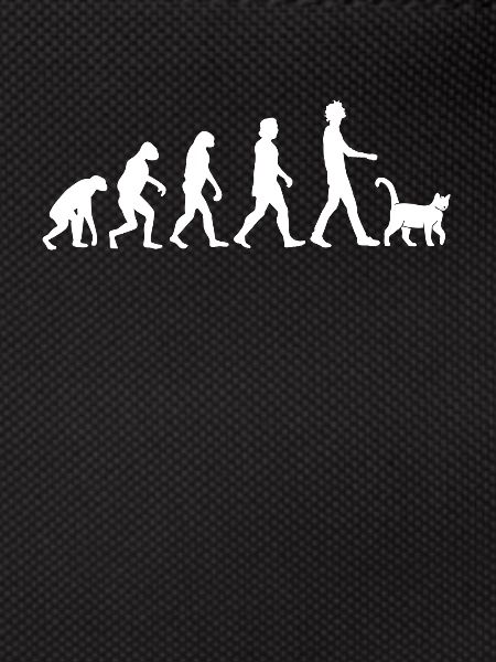 Evolution des chats