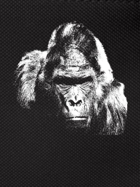 Gorilla silverback monkey