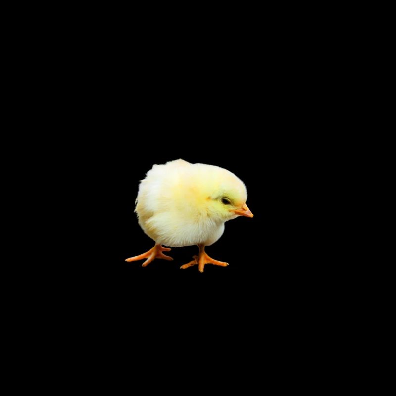 Chick chicken